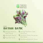 TADURIA - Benih Super Bayam Batik // Sayur Bibit Biji Sayur Sayuran Dataran Rendah Tinggi
