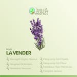 TANDURIA - Benih Bunga Lavender Daily Farm Bibit Biji Bunga Tanaman Hias